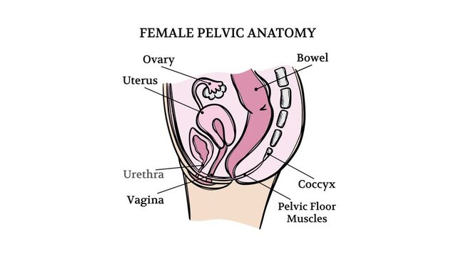 FEMALE PELVIC ANATOMY VIDEO General Diagram With Explanatory Text For Medical Education Poster For Teaching And Lecture Presentation Moving Banner