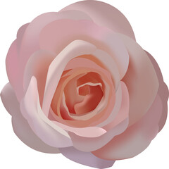 rose pink in red , png