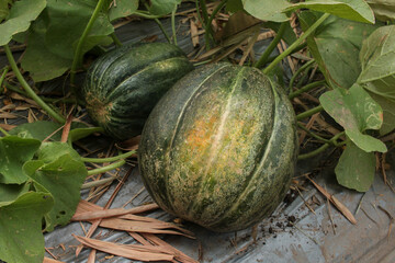 fresh blewah or Cucumis sativus plants in the garden.