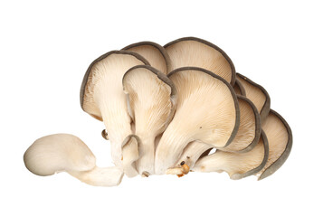 oyster mushroom on white background