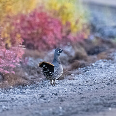 Spruce Grouse, Falcipennis canadensis, wild bird in Yukon, Canada, in autumn
