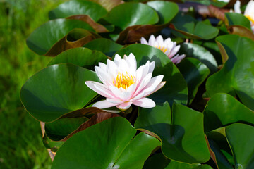 Fototapeta premium Beautiful blooming Nymphaea lotus flower with leaves, Water lily pot