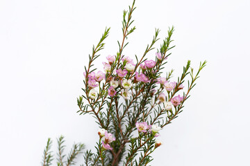 Pink white waxflower on white background.