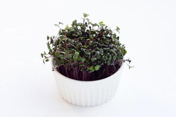 Red cabbage sprouts on white background.