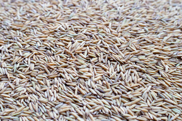 Paddy rice on white background.