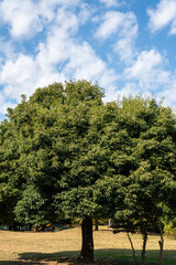 この木なんの木