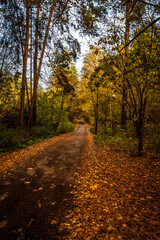 Fototapeta na wymiar Walking through the autumn forest on a quiet day.