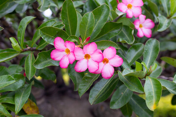 Adenium obesum flowers. Green leaves