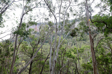 Beautiful scenery along the Condamine River Road near Killarney, Queensland.  Featuring mountains, forest, trees and river