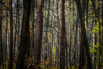 Obraz premium Trunks of trees in a dense forest.