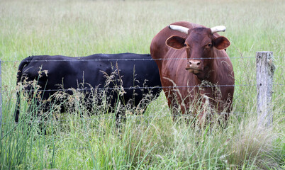 Cows grazing in a rural field with long green grass and trees in background, Queensland