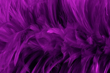 Beautiful Purple bird feathers pattern texture background.