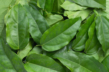 Fresh tiliacora triandra green leaves