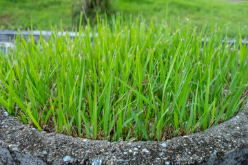 
grass growing in a cement circle