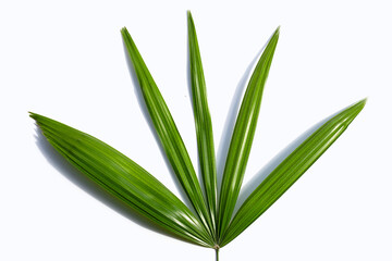 lady palm leaves on white