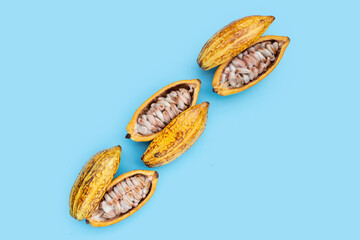 Cocoa fruit isolated on blue background