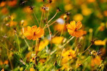 yellow flowers in the field