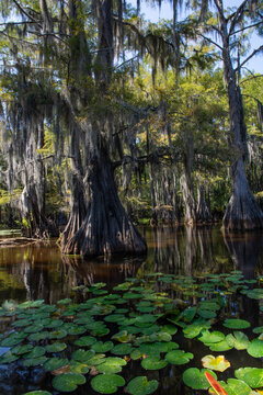 Swamp landscape at Caddo Lake State Park Texas