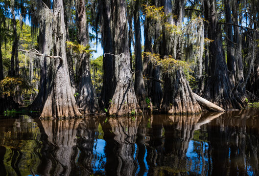 Cyprees trees and reflections at Caddo Lake State Park Texas