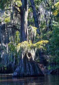 Cypress Tree draped in Spanish Moss at Caddo Lake State PArk Texas