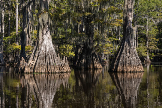 Cypress Trees reflecting on Caddo Lake State PArk Texas