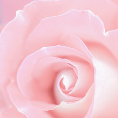 Fototapeta na wymiar Pale pink rose flower. Macro flowers background for holiday design. Soft focus