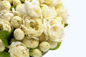 Jasmine flower on white background.