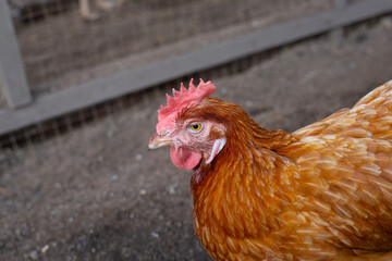 Hens in the chicken farm. Organic poultry house.