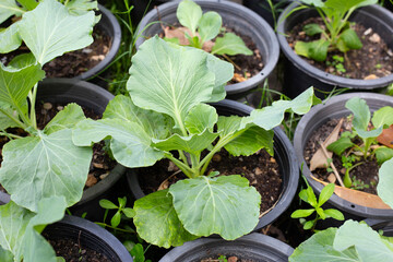 Gren cabbages growing in pots