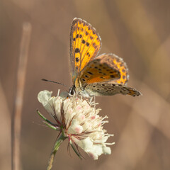 An orange butterfly sits on a white flower