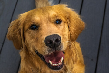 2022-11-28 A GOLDEN RETREIVER WITH NICE EYES LOOKING UP SITTING ON A DECK