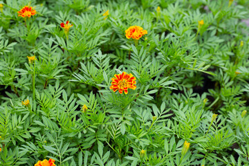 Marigold flower in garden