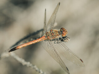 Macro shots, showing of eyes dragonfly and wings detail. Beautiful dragonfly in the nature habitat.