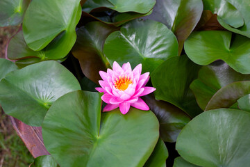 Beautiful blooming Nymphaea lotus flower with leaves, Water lily pot
