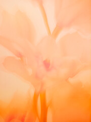 Abstract of the multi colored flower background