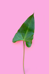 Flamingo flower or pigtail anthurium leaf