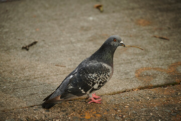 a new york pigeon stands on the sidewalk