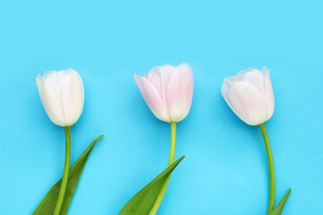 White pink tulips on blue background.