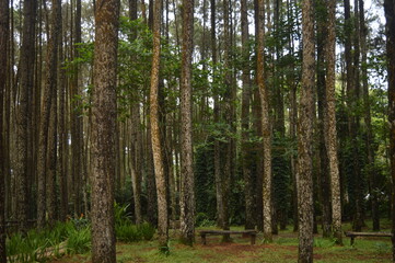 trees in the forest