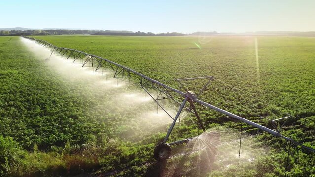 Aerial view pivot at work in potato field, watering crop for more growth. Center pivot system irrigation. Watering crop in field at farm. Modern irrigation system for land and vegetables growing on it