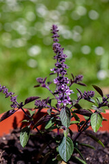 Ocimum kilimandscharicum flower growing in meadow, close up	