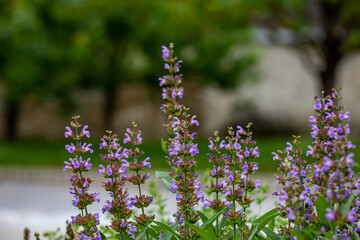 Salvia officinalis flower growing in meadow, close up	