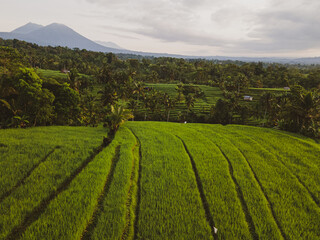 Rice terraces view Bali with Volcano two 