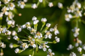 Pleurospermum austriacum flower growing in mountains
