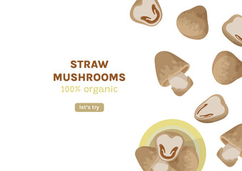 Straw mushrooms banner. Organic farm product cao gu