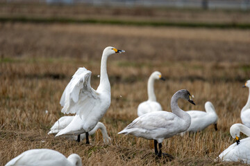 冬の使者・シベリアからやってきた白鳥