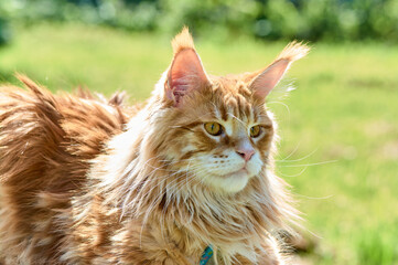 ginger cat looks into the camera close-up, meikun