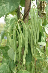 many beans ( buncis ) on tree
