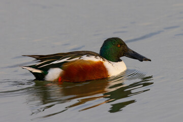 Male Northern Shoveler in beautiful light, seen in the wild in North California