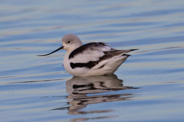 American avocet in water with reflections, seen in the wild in a North California marsh 